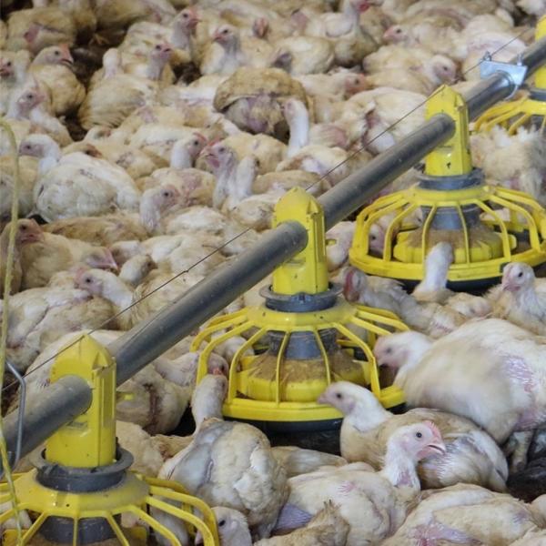 End Line Switch Feeder Pan Sensor For Broiler Chicken Poultry Equipment Extra