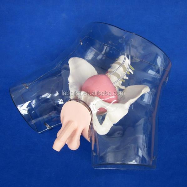 Manikin for Patients Care Demonstration Transparent Urethral Catheterization Training