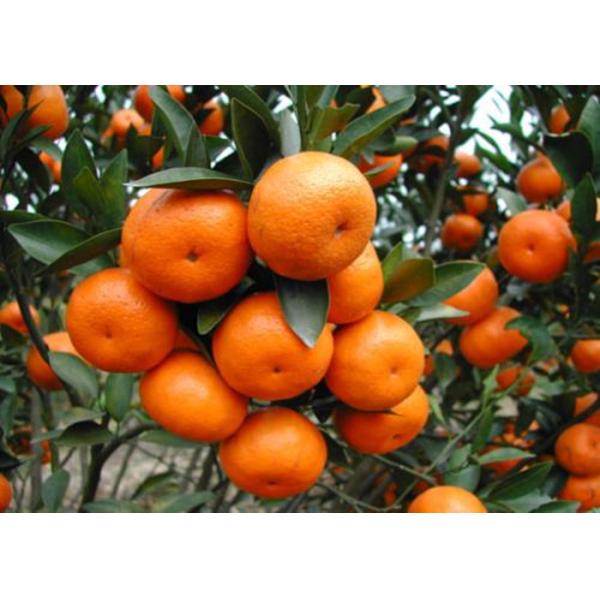 Pureza alta agroquímica Chelated zinco do adubo da refeição de feijão de soja do pulverizador Foliar