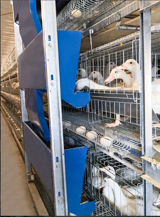 Duck Farming Equipment