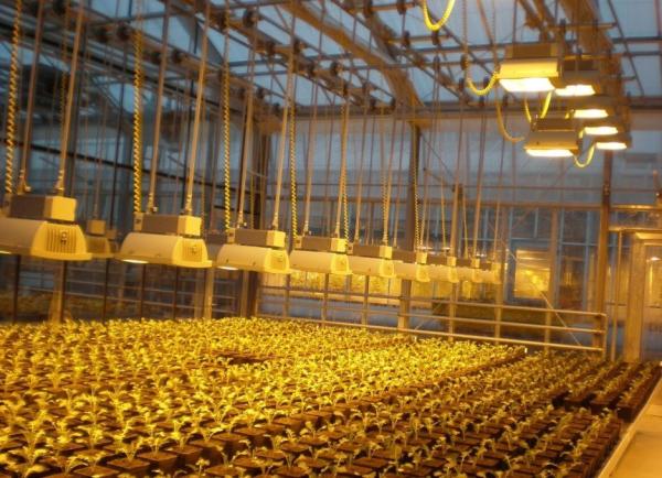 Retorno de 30 dias Casa de cultivo iluminada para mudas Método de cultivo iluminado