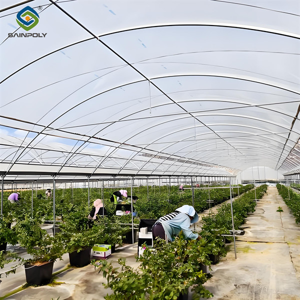 Single Span Greenhouse Metal Frame Greenhouse For Blueberry Production