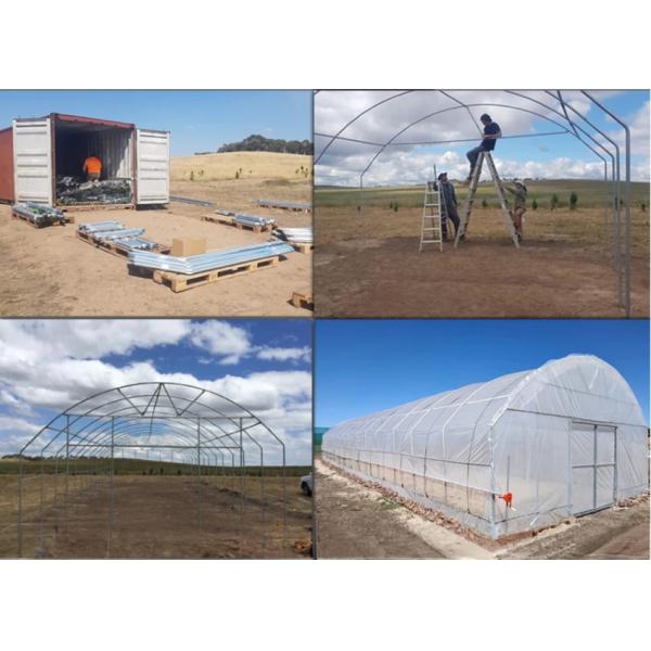 6m-10m Width Galvanized Steel Frame Single Span PE Film Greenhouse for Tomato