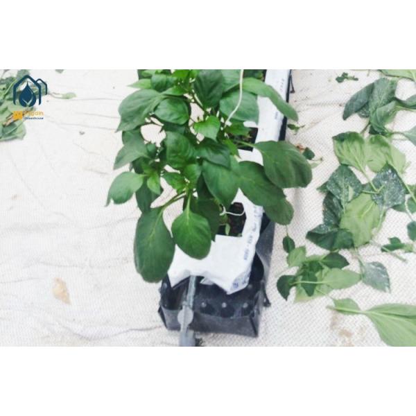 Customized Greenhouse Growing Troughs Food Grade PP Hydroponic Trough Systems