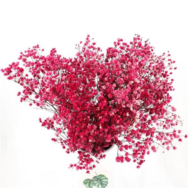Decorações multicoloridos da tabela do casamento da respiração dos bebês secados bonitos das flores