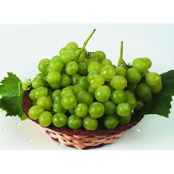 Prometryn 50% WP/herbicides/vegetable/fruits/cereal