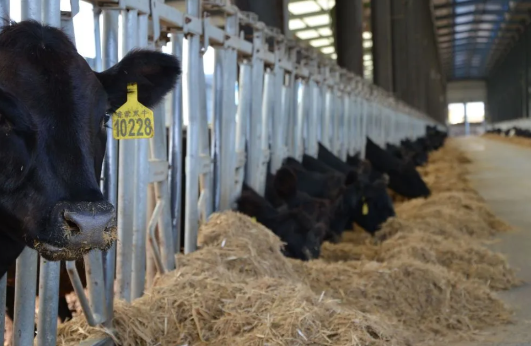 Modular Quick-Assembly Windproof Waterproof Low-Maintenance Steel Poultry House and Livestock Steel Shed