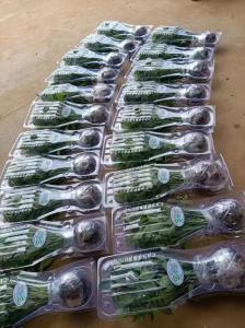 Custom Disposable Clamshell Plant Packaging Box Recyclable PET Plastic For