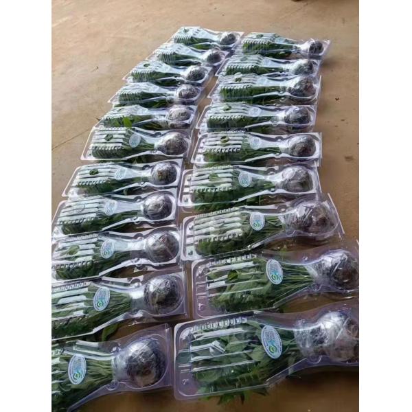Boîte d'emballage de plantes en plastique, expédition de plantes vivantes, boîte à ampoules, emballage en coquille pour plantes