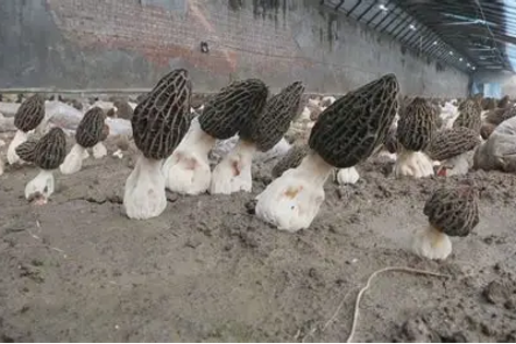Organic Morel Mushroom (50g)