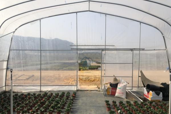 Serres poly-tunnel agricoles commerciales à haute résistance pour la culture des légumes et des fruits