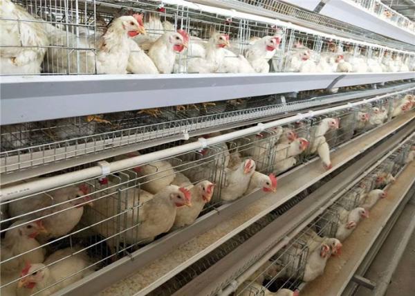 South Africa Livestock Farming Equipment Galvanized Frame Modern Design