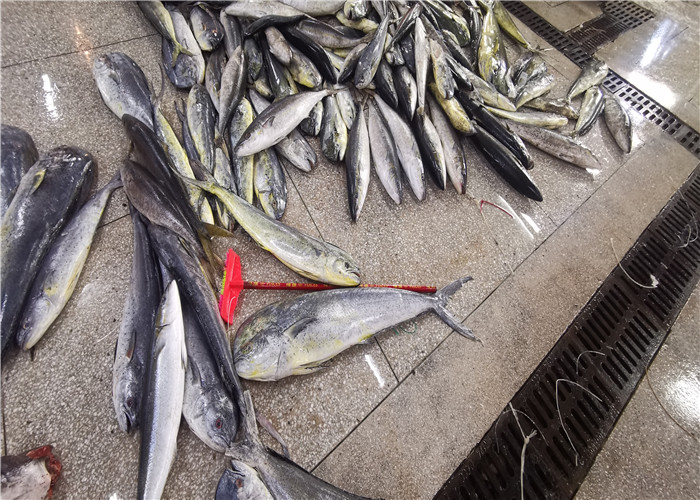 Свежий вес 3kg 4kg 5kg замороженное Mahi Mahi 100% чистый для законсервированный