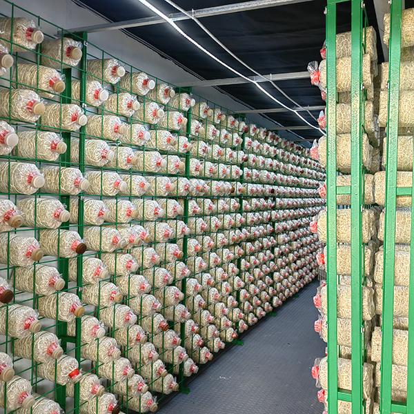 Mushroom Growing Multi Layer Greenhouse Insulation Board Mushroom Growing Kit