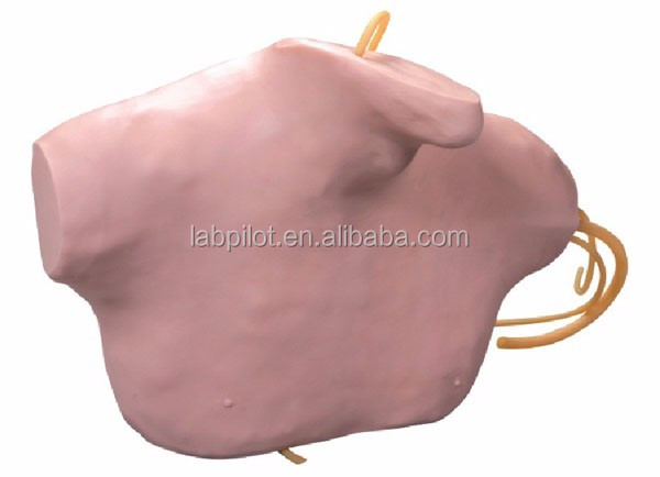 Advanced PVC CVC Training Simulator for Central Venipuncture and Intubation Education
