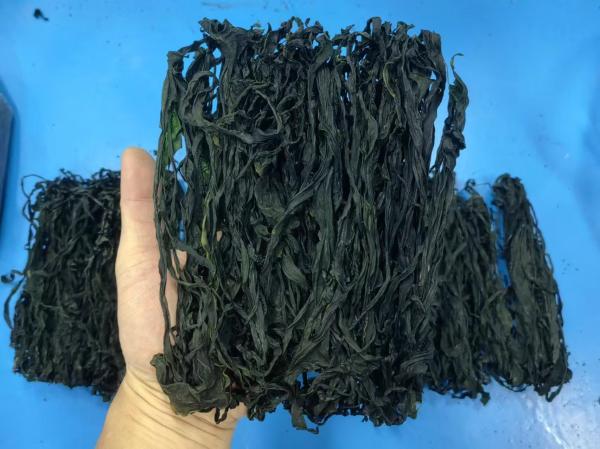 Gourmet Seaweed Delight: Tender Wakame, Lush Green Tone – Perfect for Stir-Fries and Broths
