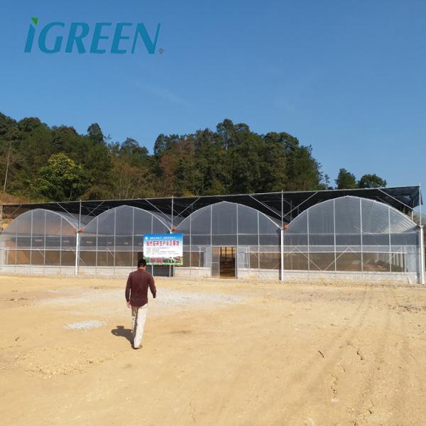 Tomato Growing Agricultural Equipment Roof Vent Free Multi Span Greenhouse