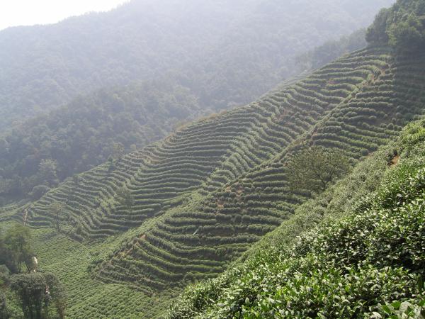 high grade dragon well tea bags for Protect Your Heart Lower Cancer Risk