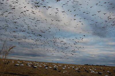 NEW WHITE ROCK DECOY COMPANY SNOW GOOSE WIND SOCK HUNTING DECOYS DOZEN