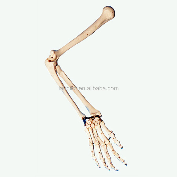 Anatomical Demonstration Upper Extremity Model for Medical Professionals and Students