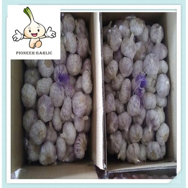 Wholesale Garlic Snow White Fresh Garlic Best Supplier Natural Fresh Garlic 5.5CM