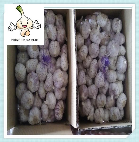 Popular china supplier fresh garlic chinese bulk fresh pure white garlic for sale