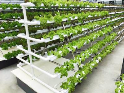 CO2 Control NFT Hydroponic Equipment Hydroponic Garden Tower OEM ODM