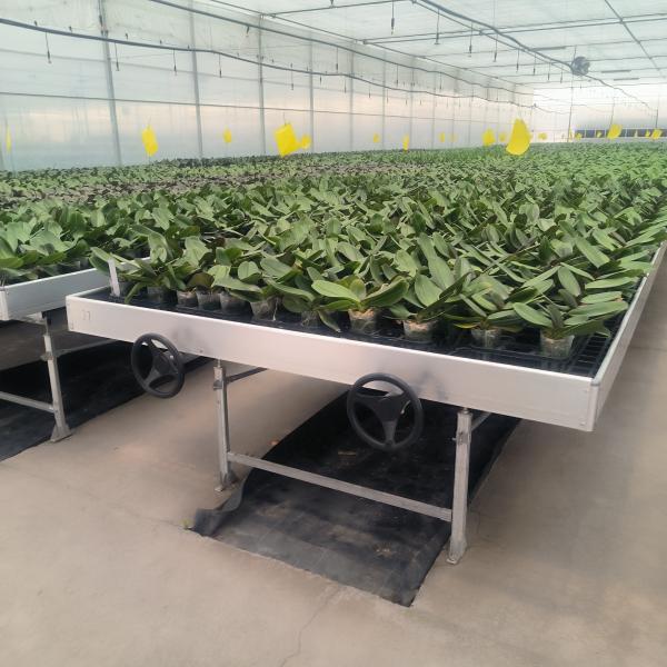 Plantation de fleurs Serre semis Bancs roulants Plante de table mobile