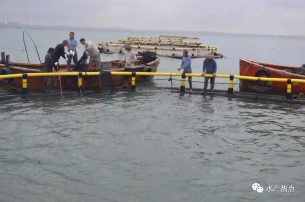 Sistema de jaulas de cultivo de peces en alta mar de HDPE, diámetro 10m-50m