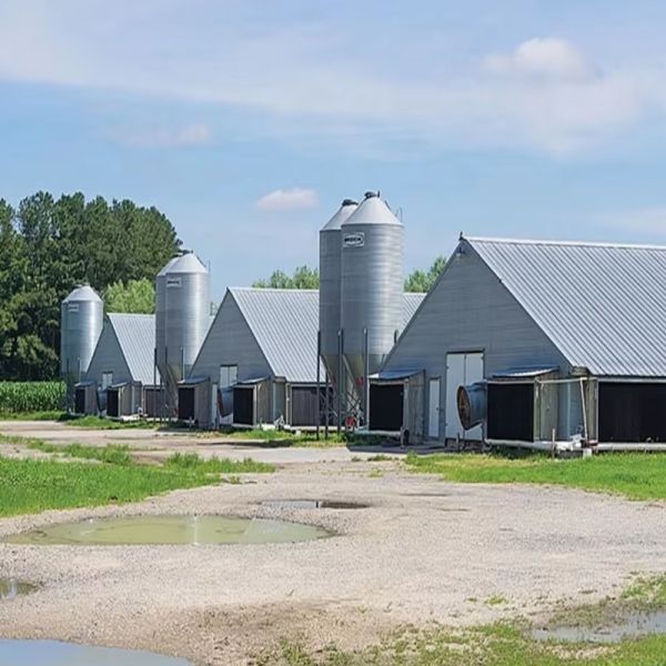 Large Span Industrial Logistics Storage Over 5000 Sqm Steel Structure Warehouse Building