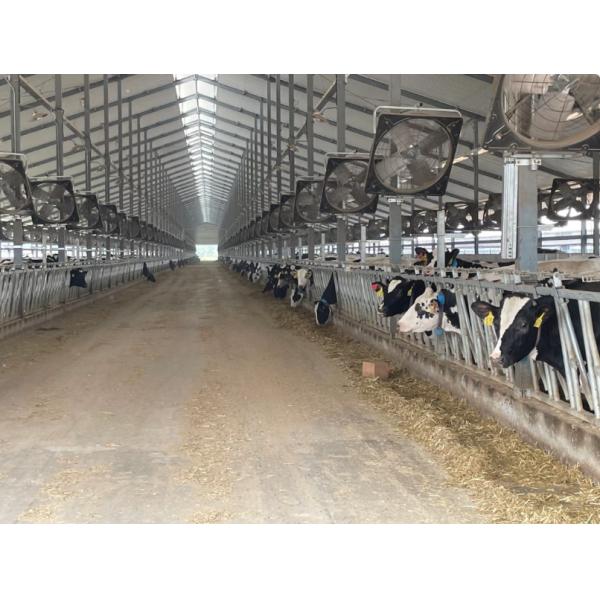 Galvanized anti-corrosion portal steel frame structure agricultural building breeding farm
