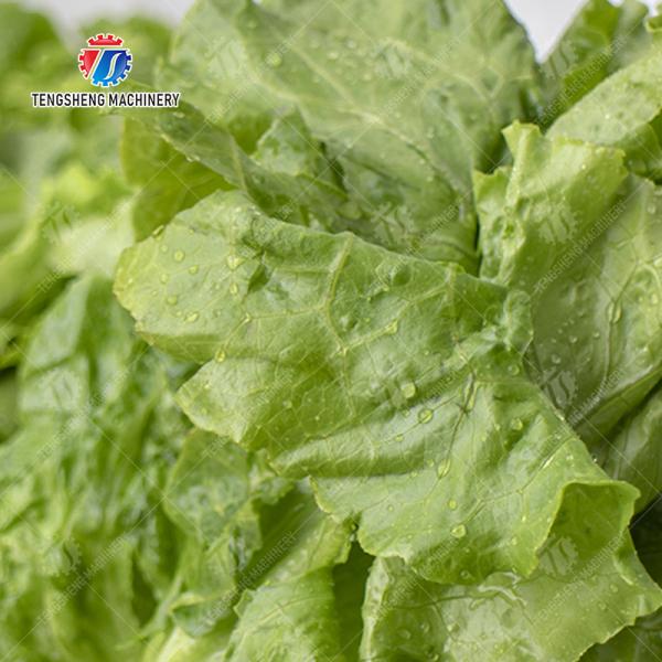 Fruit Orange Leaves Vegetables sward beans  Herbs Fruiting vegetables Wash Washer Washing Cleaning processing production Double cylinder fruit and vegetable washing machine