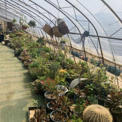 Estrutura de aço Sistema de irrigação por gotejamento para plantação de flores com reembolso de 30 dias