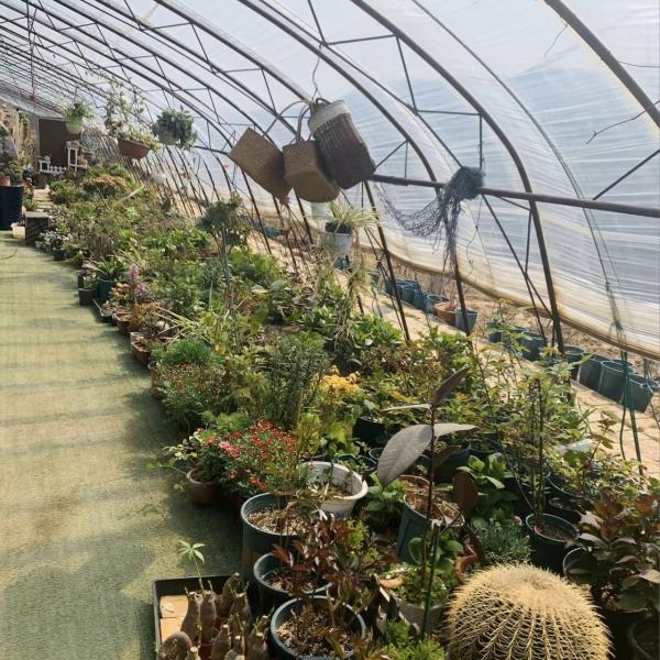Experimente os Benefícios da Flor Estufa de Luz Solar Moeda dos EUA