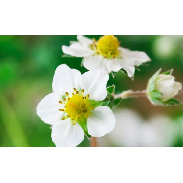 Organic Natural Seaweed Extract Fertilizer Total Water Soluble For Strawberry Plants