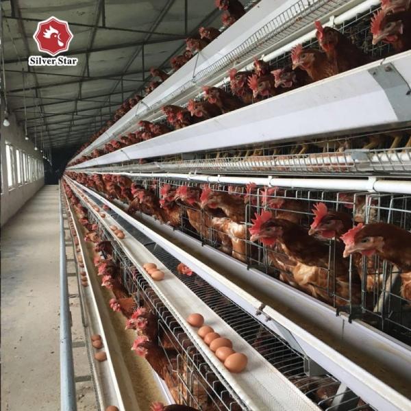 Affordable Automatic A-Type Layer Battery Cage System for Medium & Large Poultry Farms