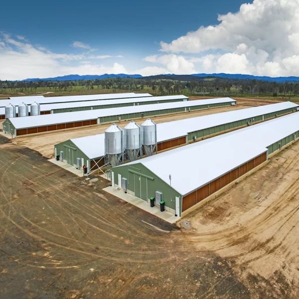 Prefabricated Light Steel Structure Cow Pig Chicken Horse Goat Shed Barn Poultry