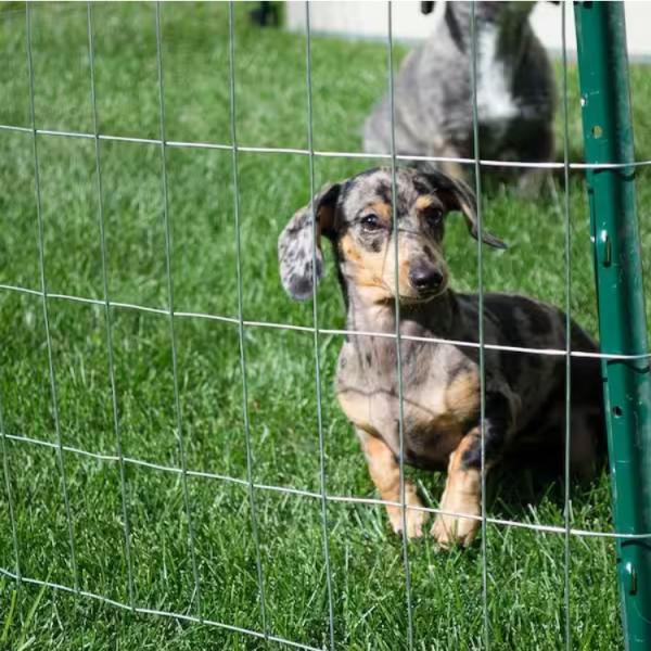 Welded Mesh Galvanized Square Chicken Wire Netting for Raised Garden and Rabbit Fencing