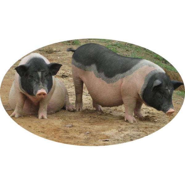 Nutrição Aminoácido Zinco metionina em pó Aditivo alimentar 99% Zinco metionina