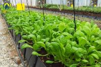 Cabaña de plantación de tomate hidropónico de plástico de papel de aluminio para el cultivo sin suelo