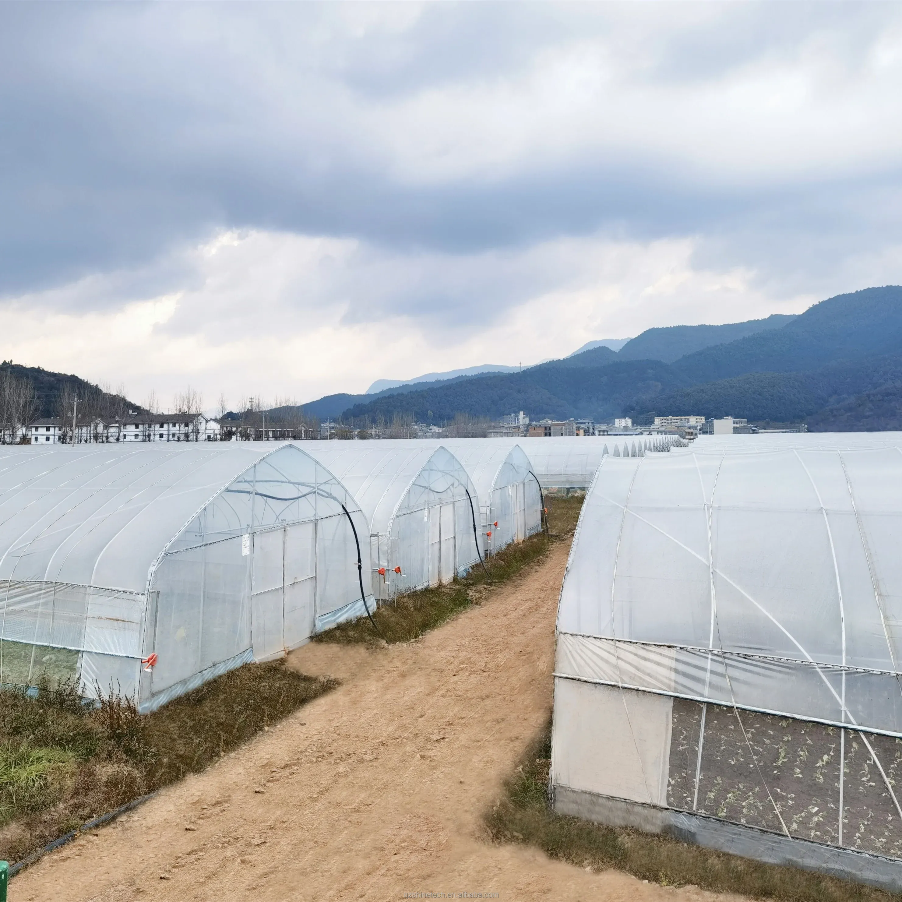 6m-10m Width Galvanized Steel Frame Single Span PE Film Greenhouse for Tomato