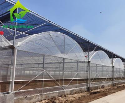 Multi comprimento do filme 20m 100m do PO da estufa das plantas do pepino do período
