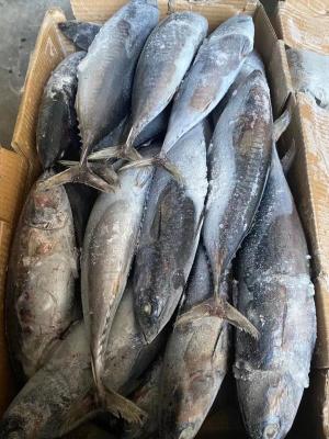 Canned New Landing Delicious 100g 300g A＋ Grade Frozen Bonito Fish