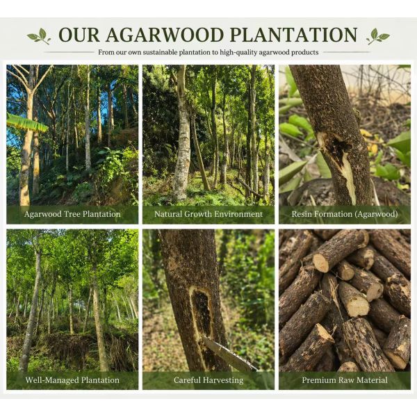 Ancient Wild Insect Leak Agarwood Oil Natural Pure Distilled Calming Essential