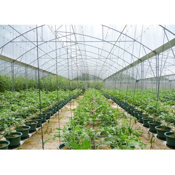 Large Single Layer PE Film Multi-Span Agricultural Greenhouse Metal Frame Cold Frame