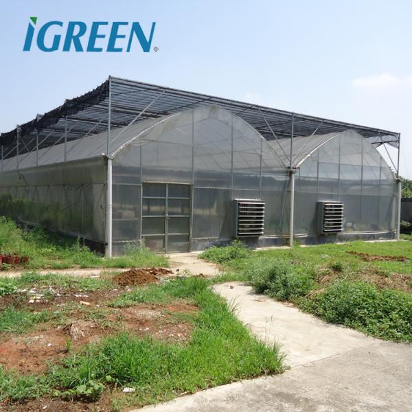 Tomato Growing Agricultural Equipment Roof Vent Free Multi Span Greenhouse