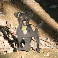 Le métal résistant de jardin de temps ornemente la forme de chien de yard de décoration