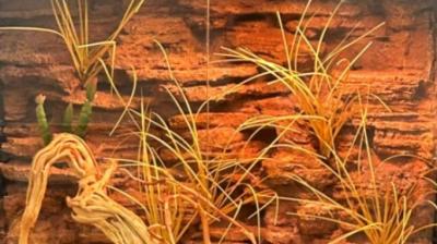 Terrarium Background Exquisite Workmanship Natural Texture PU Material