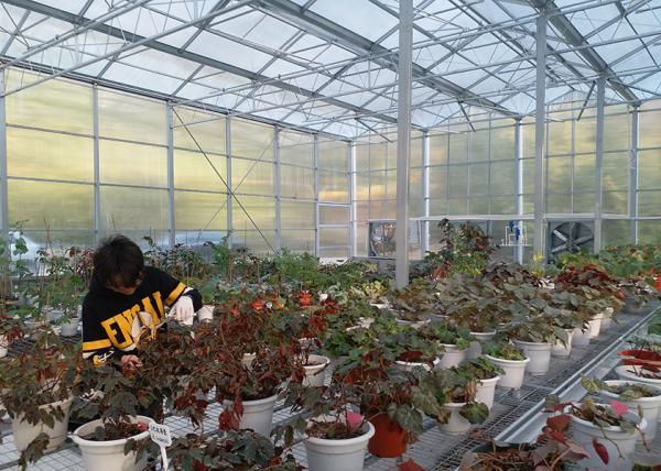 Corrosion-Resistant Waterproof Polycarbonate Sheet Geenhouse With Automatic Ventilation System, Ideal For Vegetable Growing