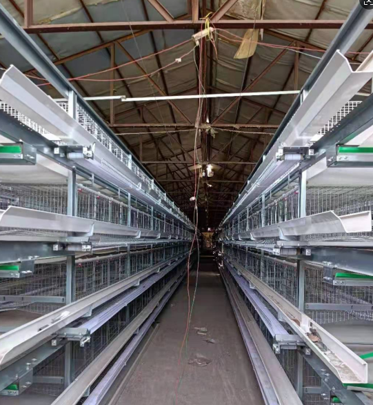 Hot-dip Galvanized Automated Manure Removal Cage Poultry Equipment with Easy Installation and Corrosion Resistance